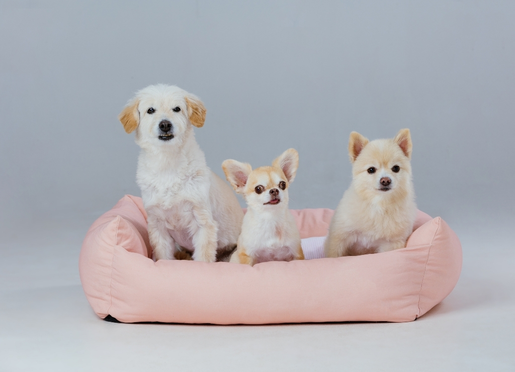 Top 5 camas de cães para o melhor conforto em 2025 Top 5 camas de cães para o melhor conforto em 2025