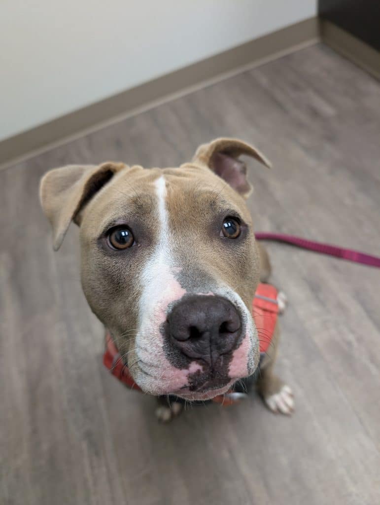Joelho de Stola: tensão do tendão patelar e? Joelho de Stola: tensão do tendão patelar e?