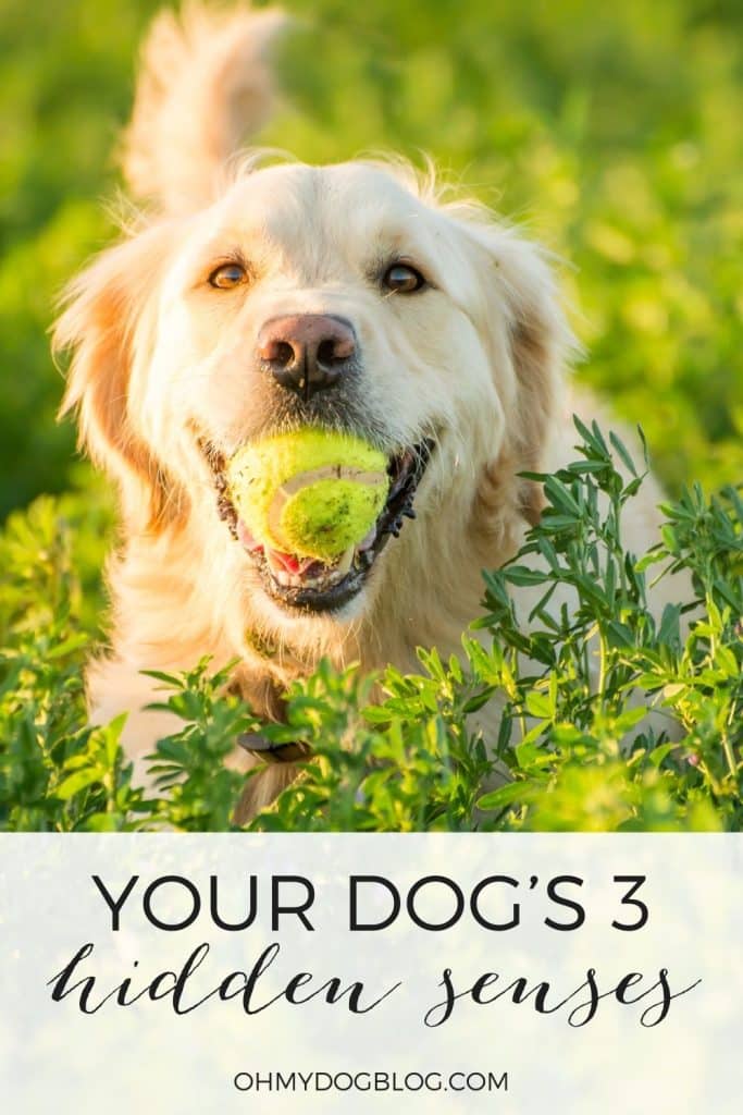 Você sabia que os cães têm três sentidos escondidos? Você sabia que os cães têm três sentidos escondidos?