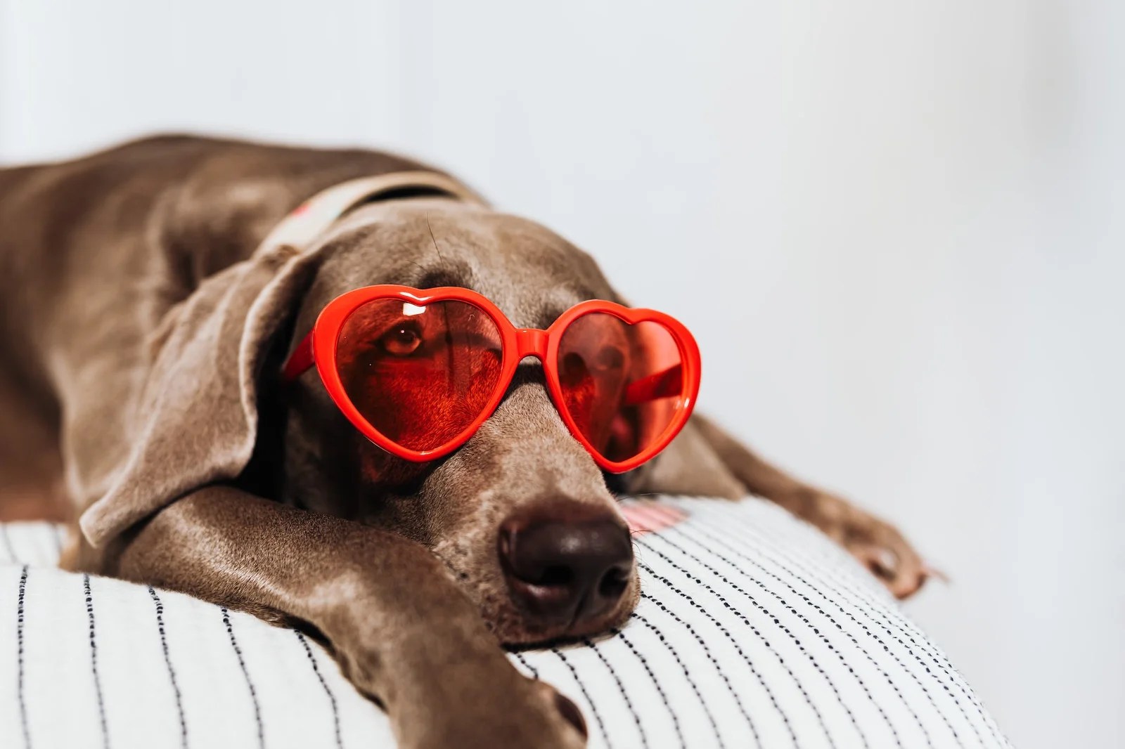 Diversão de cachorro interno: envolva seu filhote com esses truques simples Diversão de cachorro interno: envolva seu filhote com esses truques simples