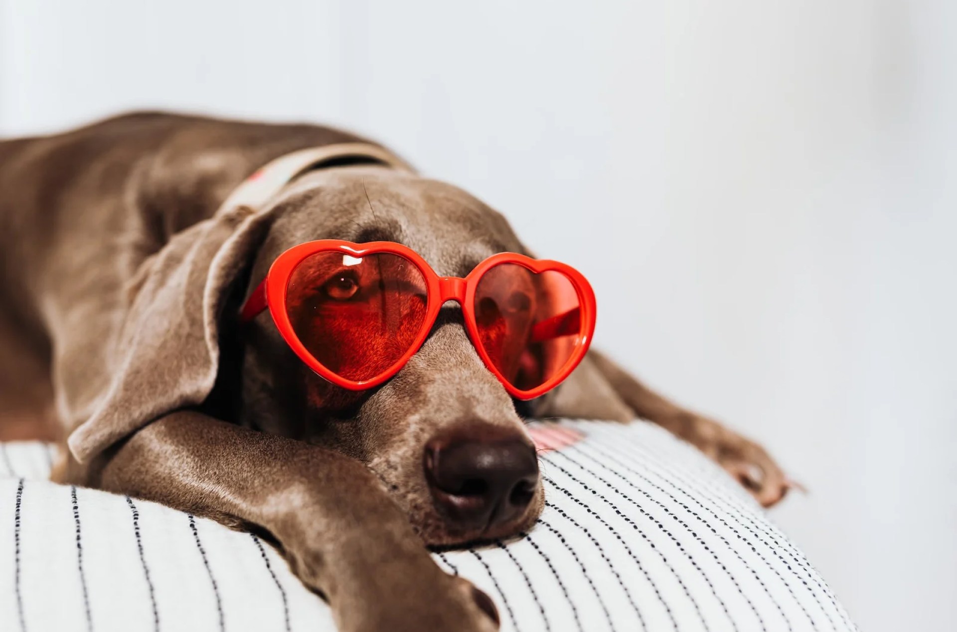 Diversão de cachorro interno: envolva seu filhote com esses truques simples Diversão de cachorro interno: envolva seu filhote com esses truques simples