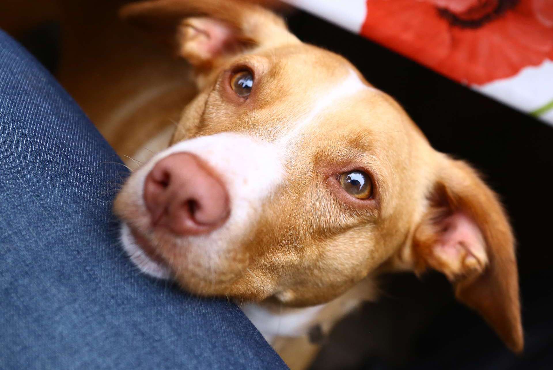 Meu cachorro é afetado pela menstruação? Meu cachorro é afetado pela menstruação?