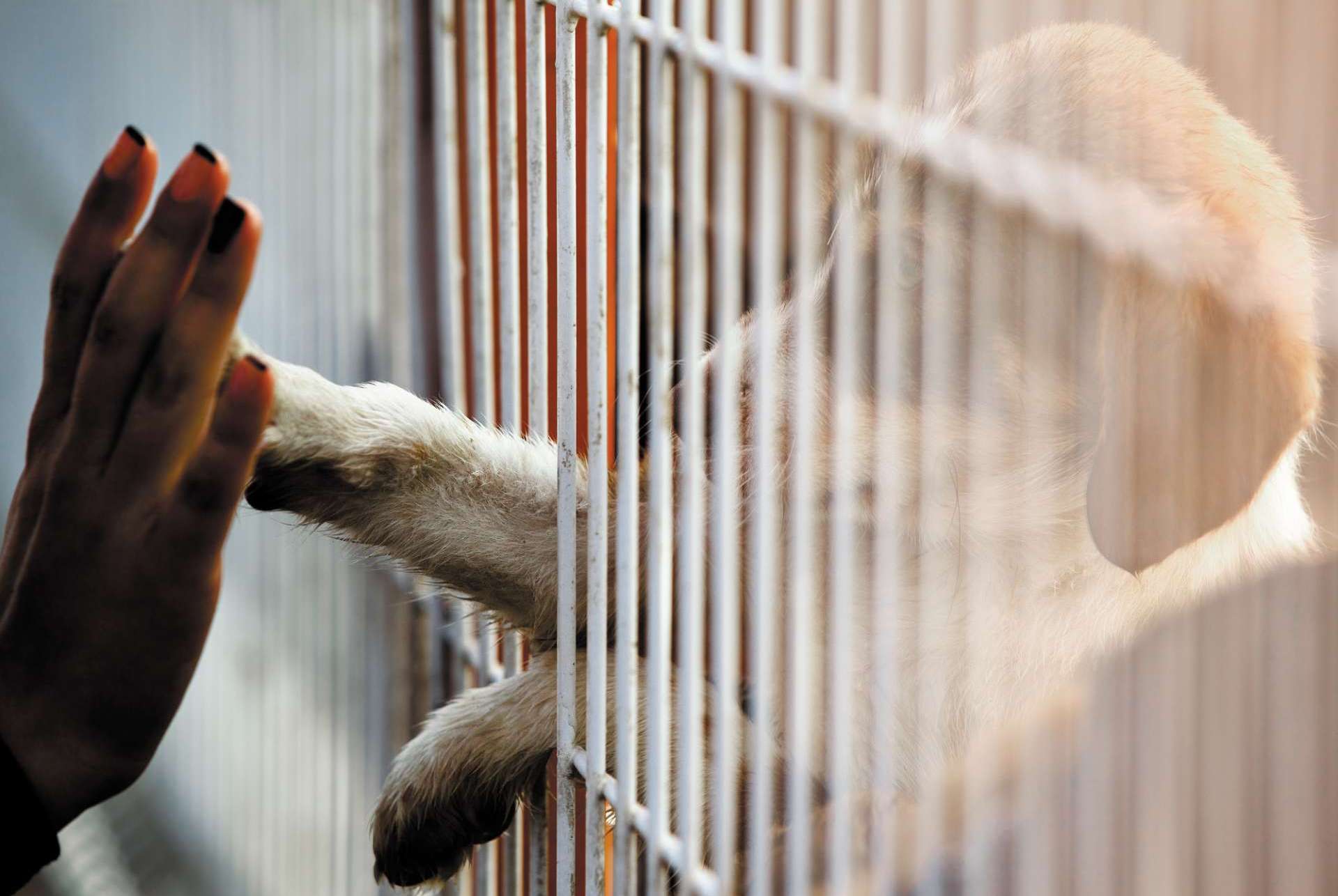 Por que é bom que você esteja se sentindo culpado por devolver um cachorro Por que é bom que você esteja se sentindo culpado por devolver um cachorro