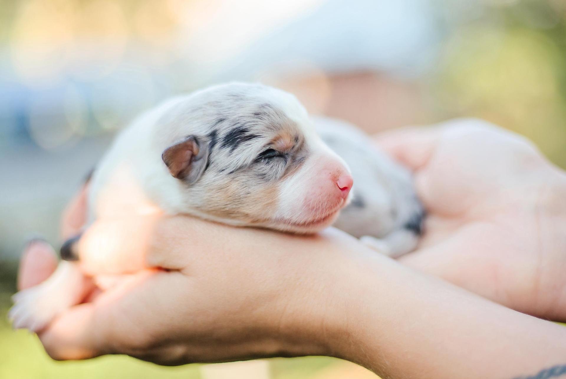 Puppy recém -nascido: Como são as primeiras 24 horas? Puppy recém -nascido: Como são as primeiras 24 horas?