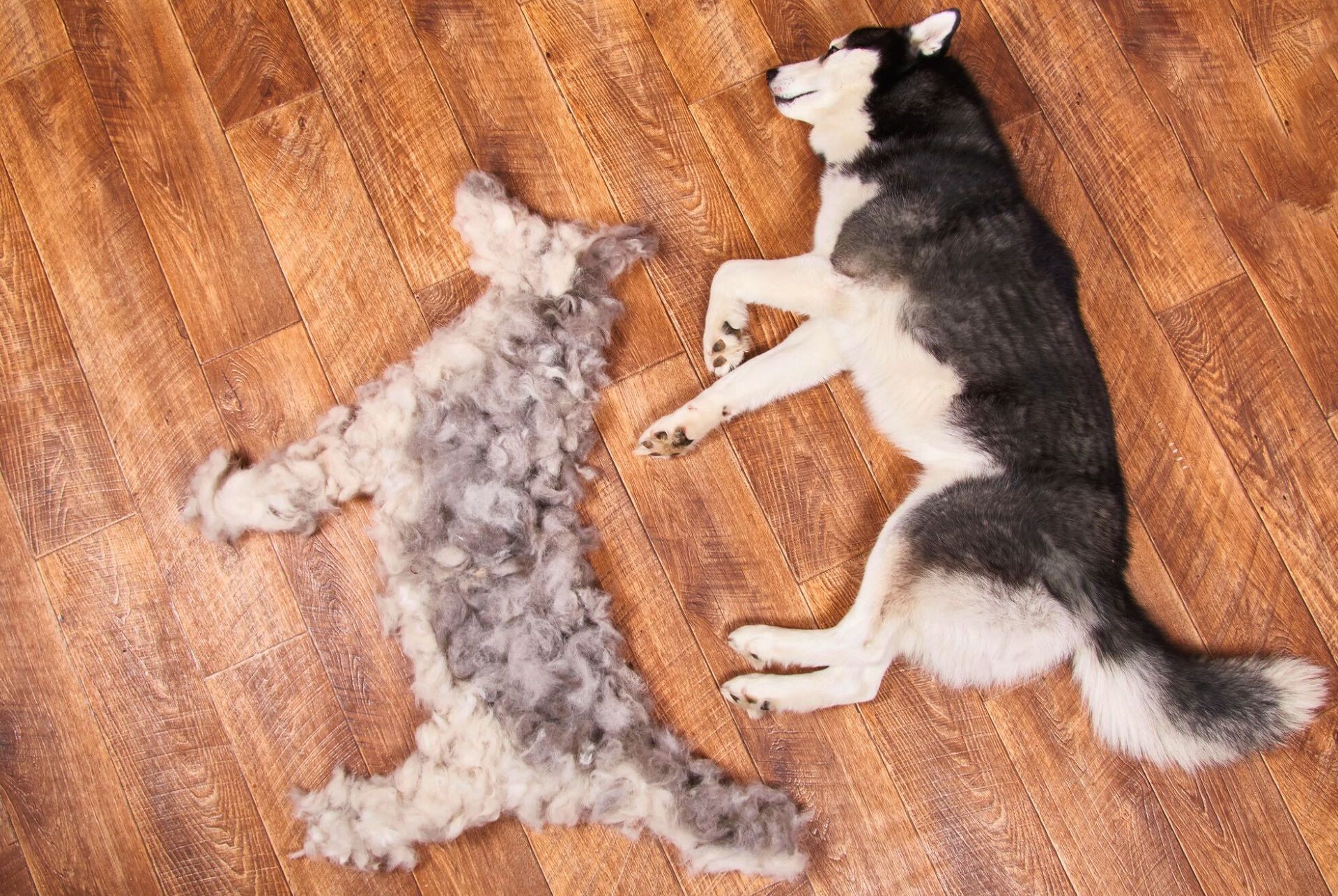 Como preparar um cachorro de revestimento duplo em casa passo a passo Como preparar um cachorro de revestimento duplo em casa passo a passo
