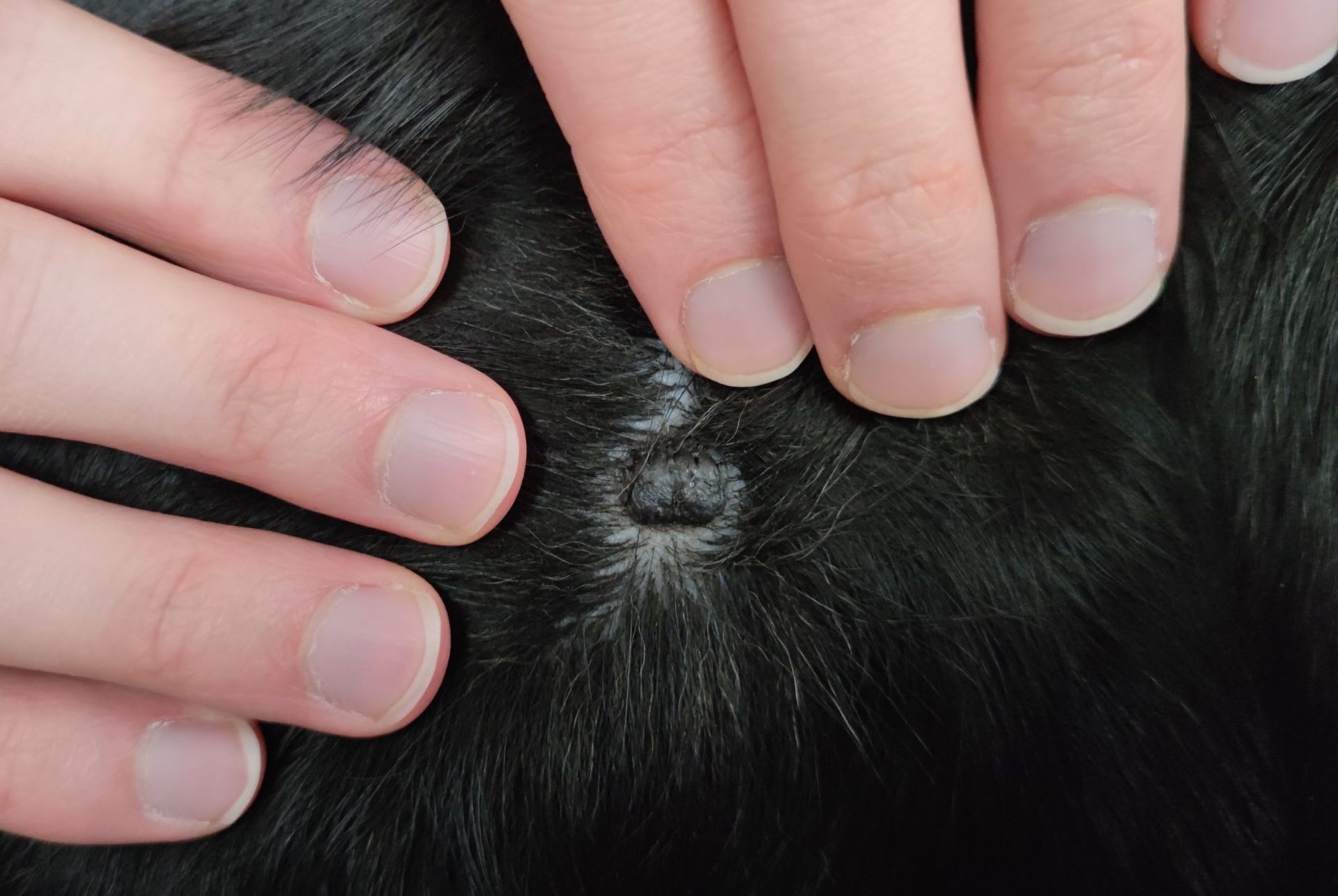 Encontramos uma toupeira negra em nosso cachorro – o que fizemos Encontramos uma toupeira negra em nosso cachorro – o que fizemos