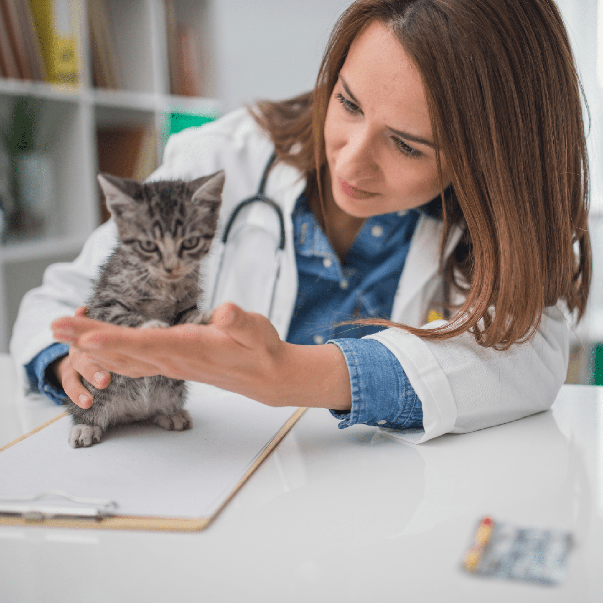 Vacinas de gatos – um guia curto e abrangente Vacinas de gatos – um guia curto e abrangente