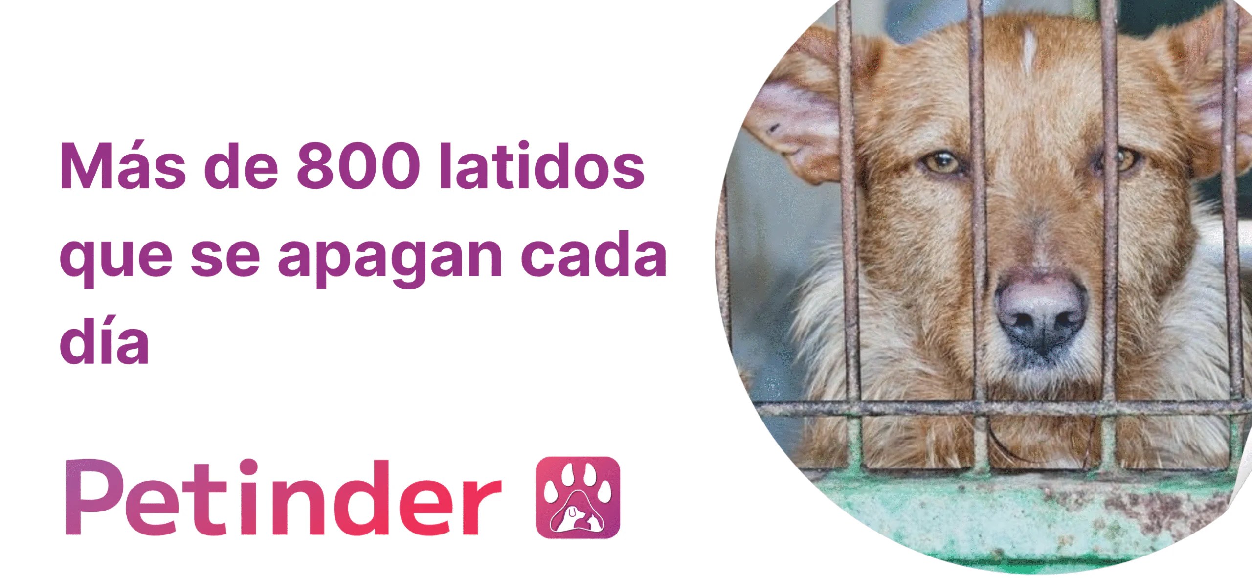 Mais de 800 mascotes abandonadas durante todo o dia na Espanha Mais de 800 mascotes abandonadas durante todo o dia na Espanha