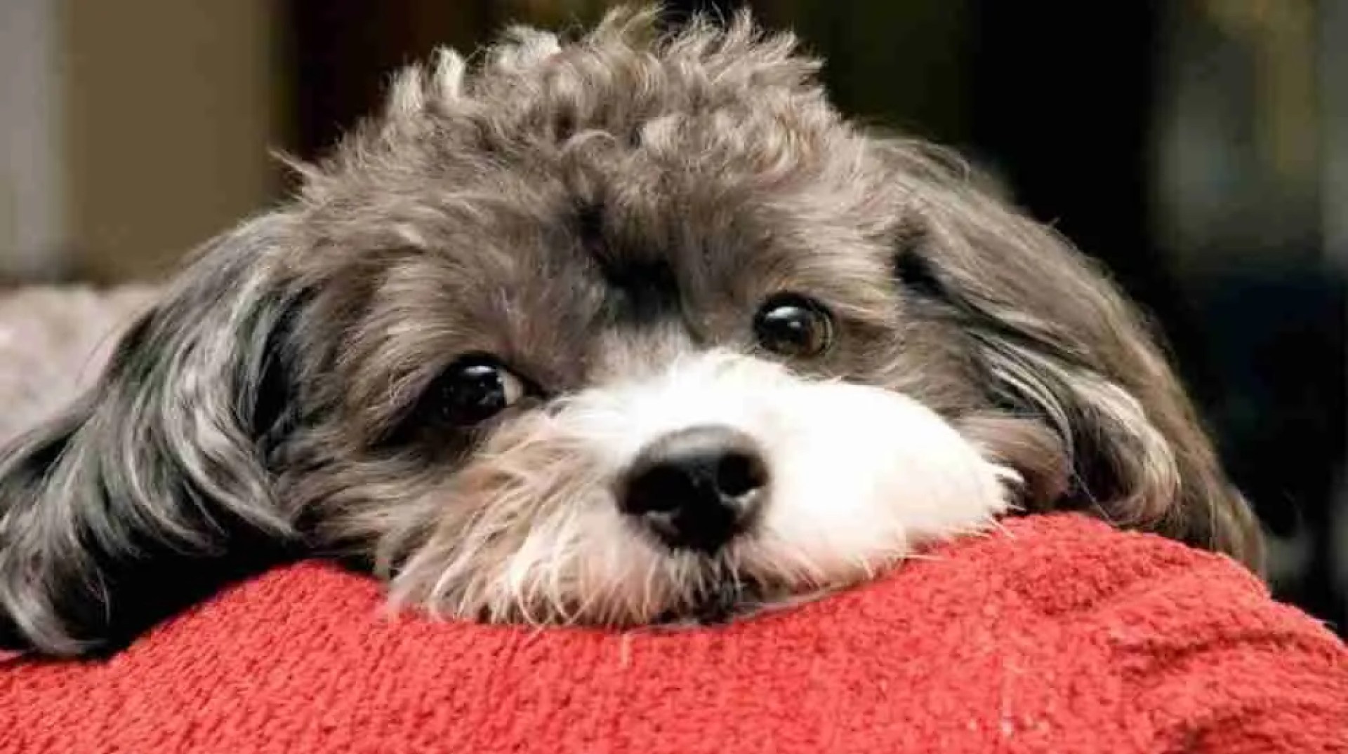 Um cachorro híbrido com características únicas Um cachorro híbrido com características únicas