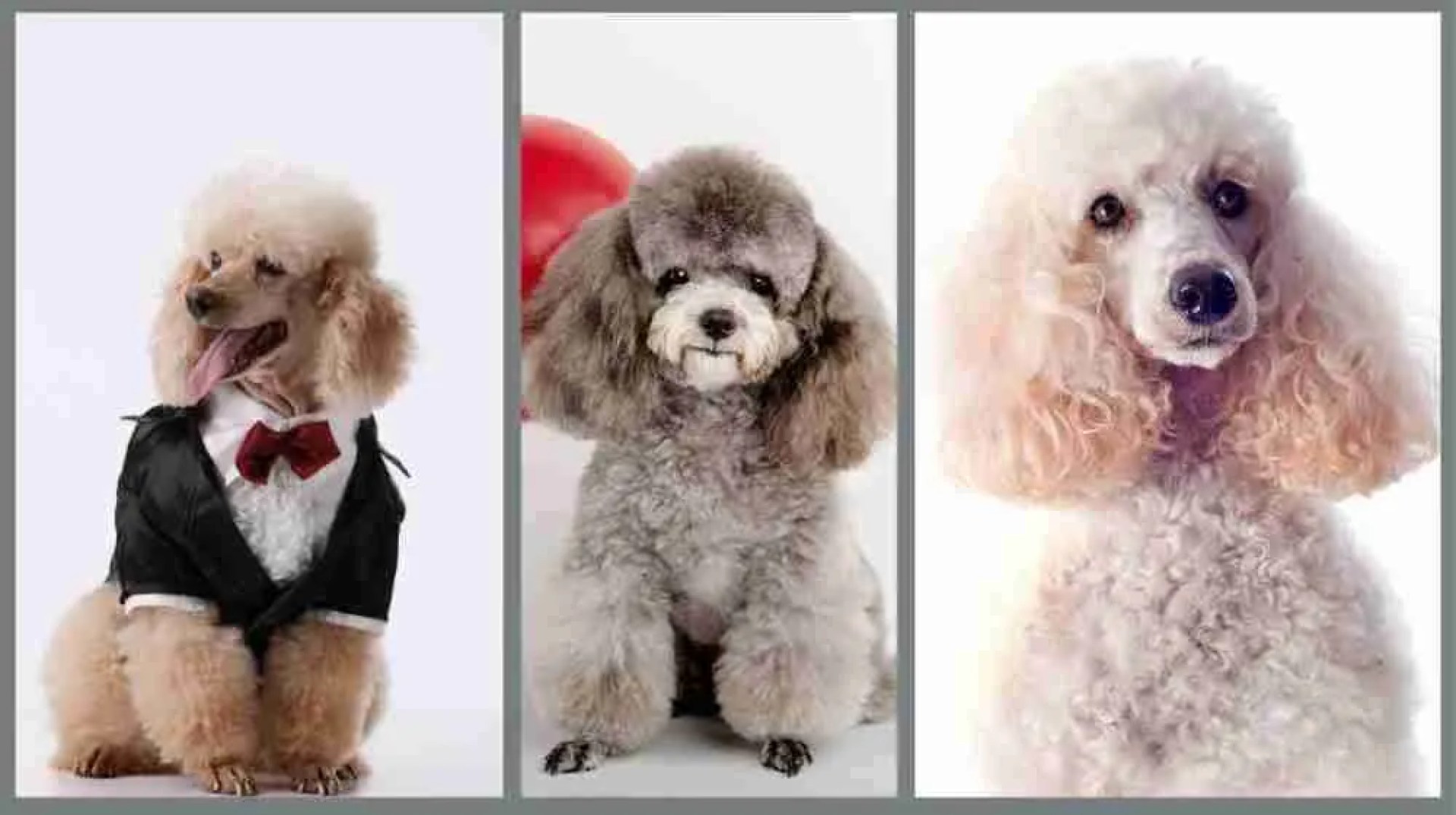 Como escolher e banhar seu poodle Como escolher e banhar seu poodle