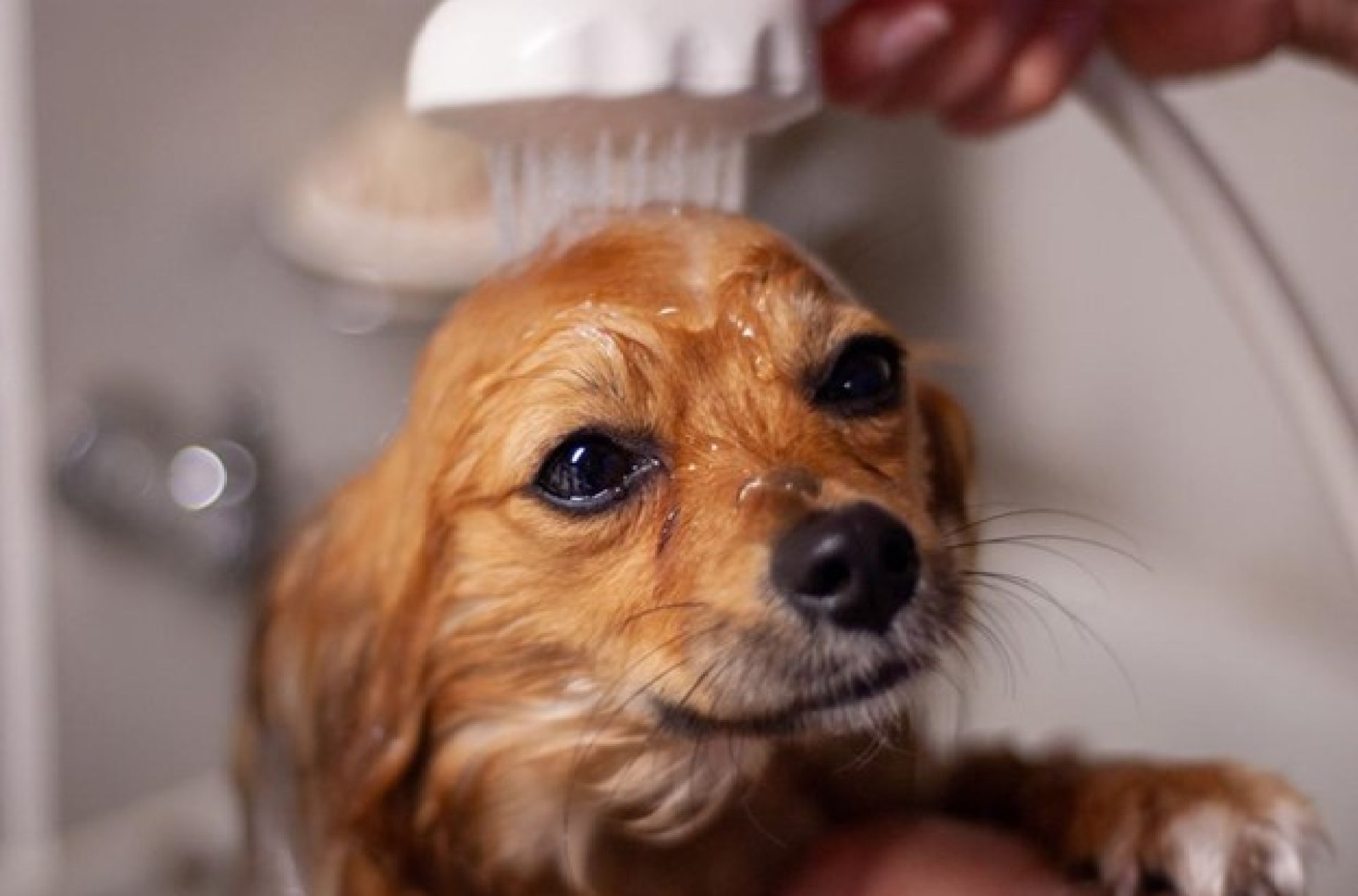 5 dicas de higiene que todo proprietário de raça de cachorro de pêlo comprido deve seguir 5 dicas de higiene que todo proprietário de raça de cachorro de pêlo comprido deve seguir