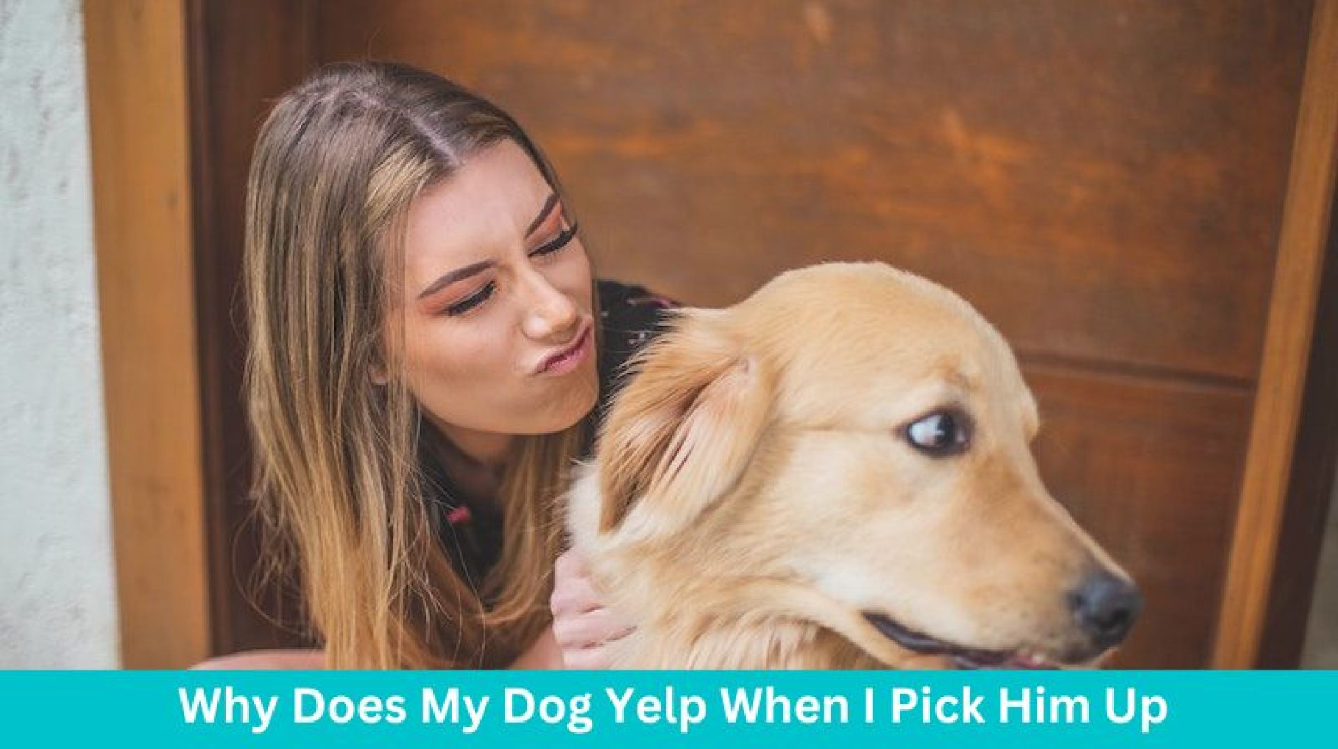 Por que meu cachorro grita quando eu o pego? Por que meu cachorro grita quando eu o pego?