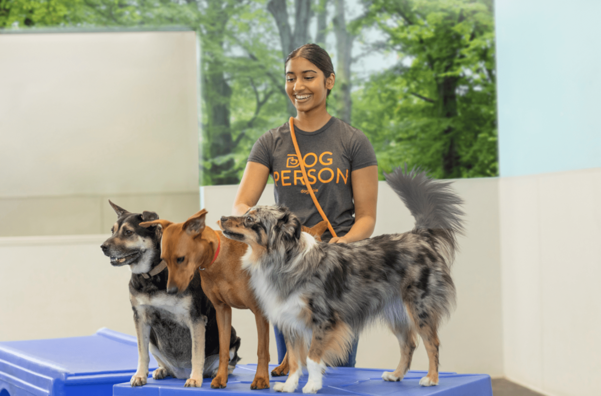 Parques para cães vs. creche de cachorro Parques para cães vs. creche de cachorro