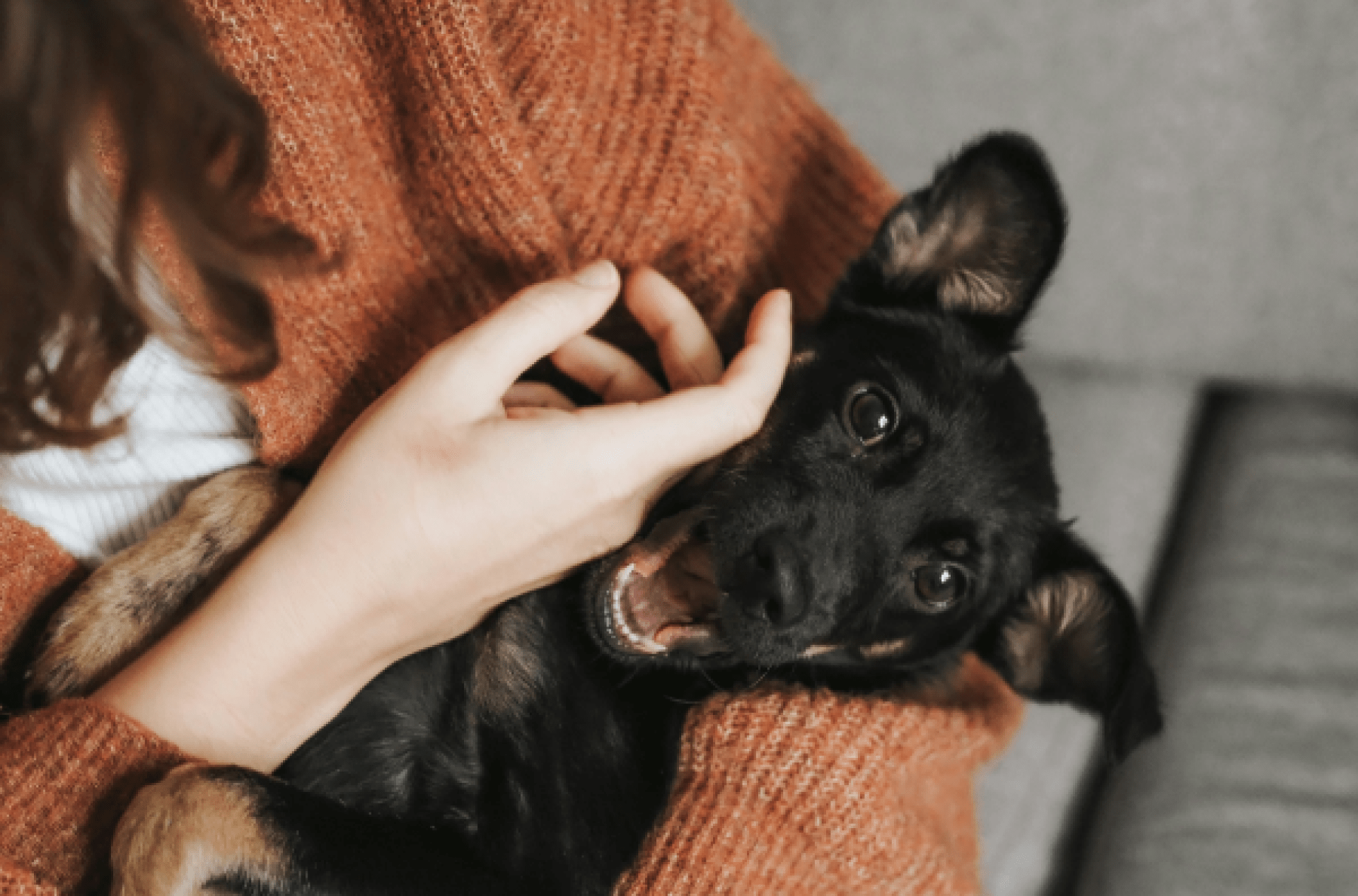 Estragar seu filhote para o dia do cão nacional Estragar seu filhote para o dia do cão nacional