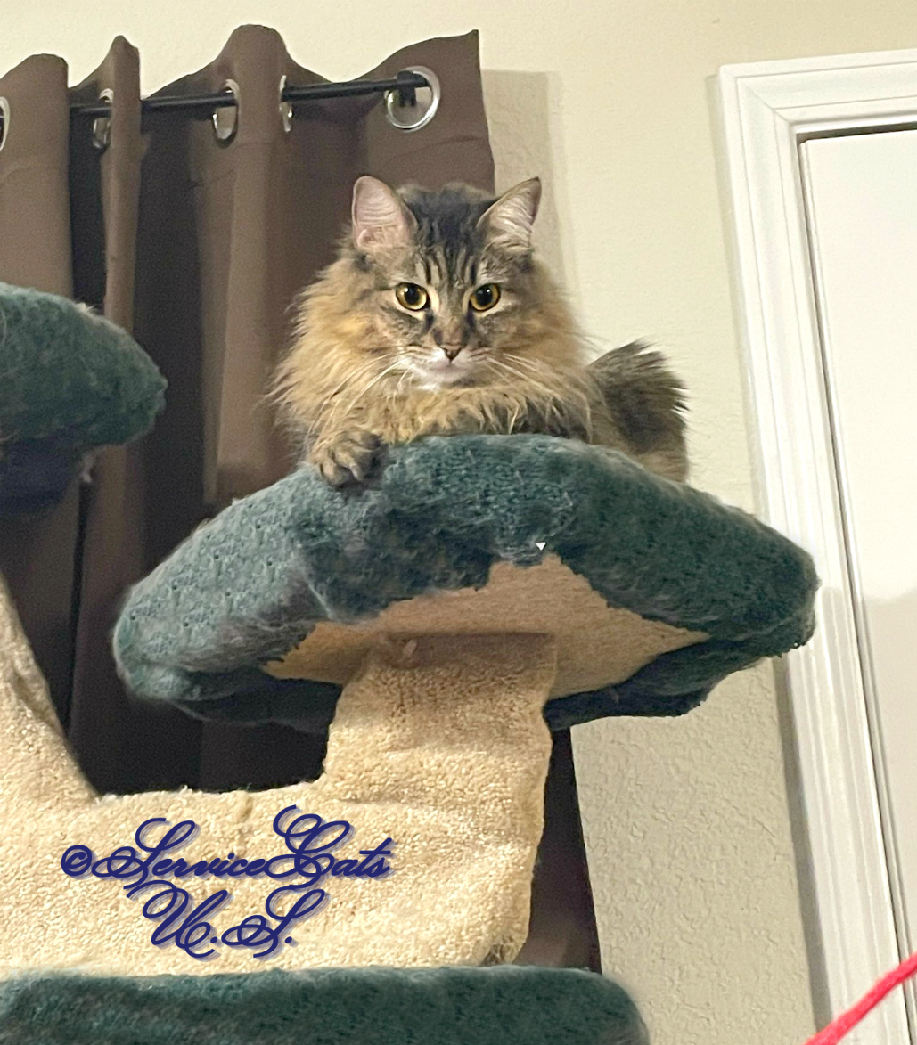 Olá 2023 – Serviço nos gatos Olá 2023 – Serviço nos gatos