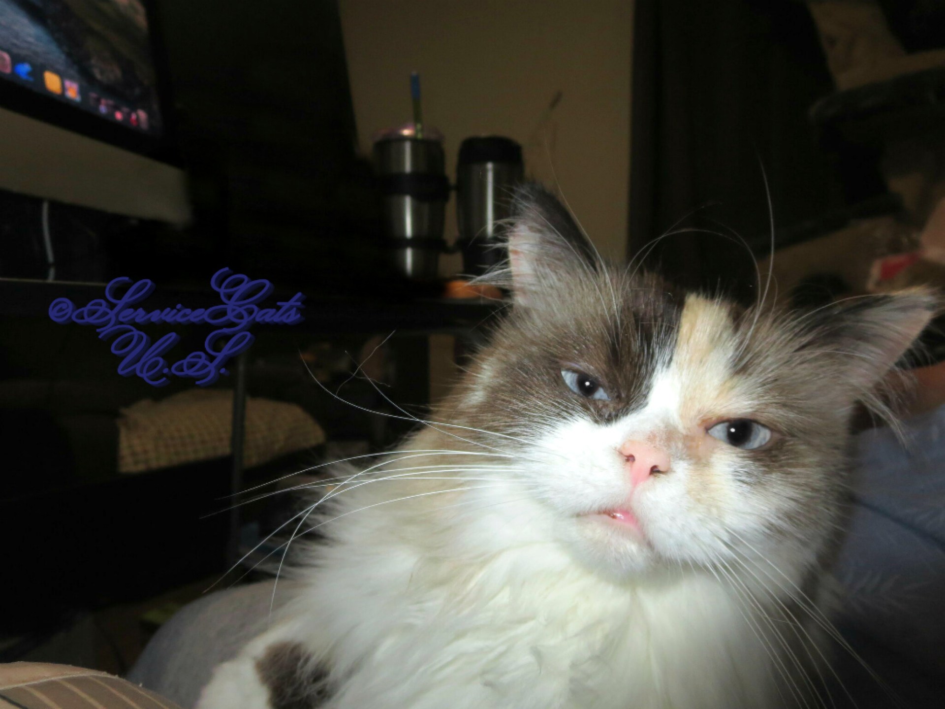 Estamos de volta – o serviço nos gatos Estamos de volta – o serviço nos gatos