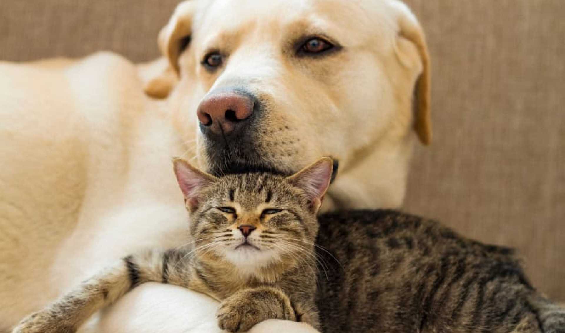 Um novo começo para o seu animal de estimação de resgate: revitalizando a saúde da pele após a adoção* Um novo começo para o seu animal de estimação de resgate: revitalizando a saúde da pele após a adoção*