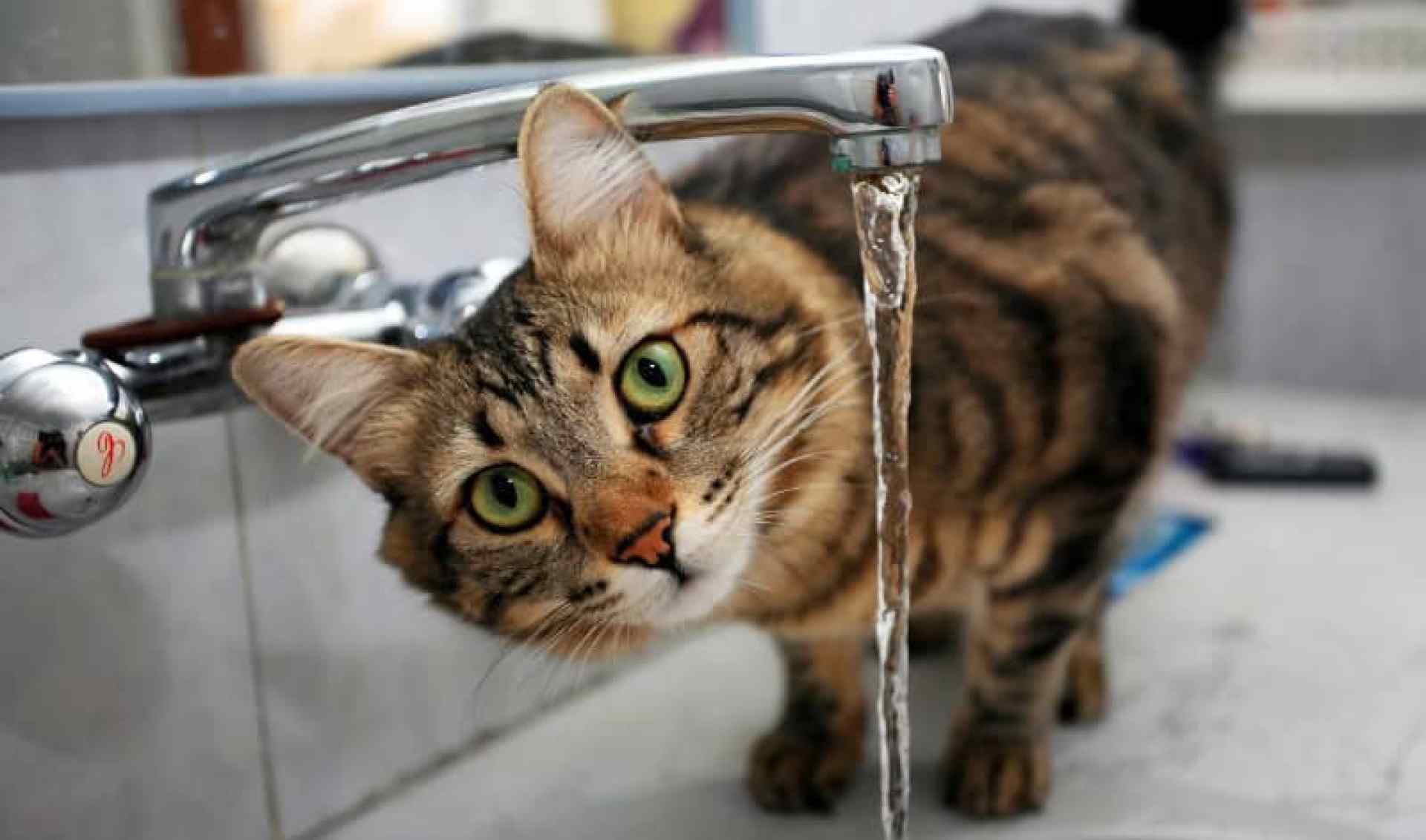 Como identificar (e tratar) a desidratação em gatos Como identificar (e tratar) a desidratação em gatos