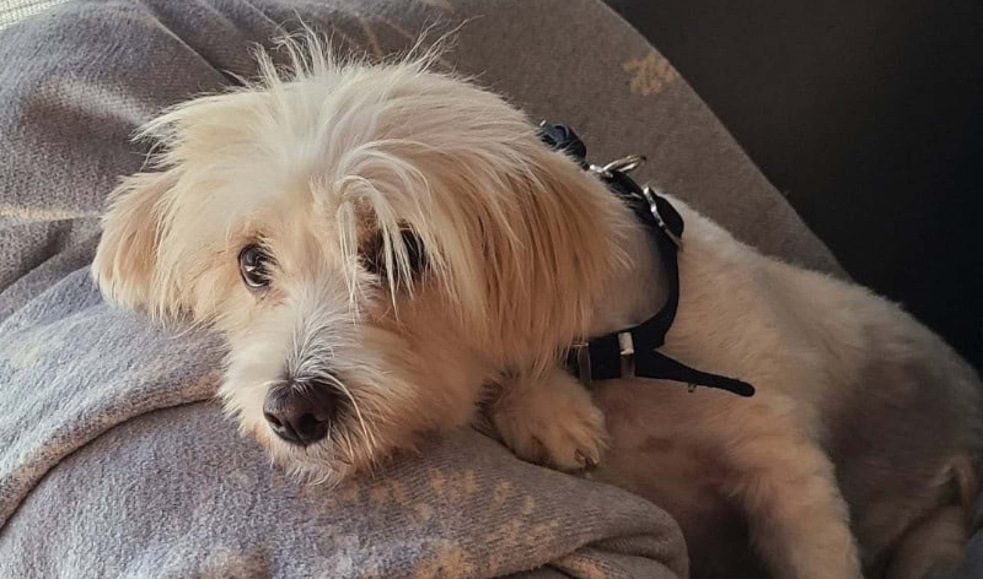 5 vantagens de promover um cachorro* 5 vantagens de promover um cachorro*