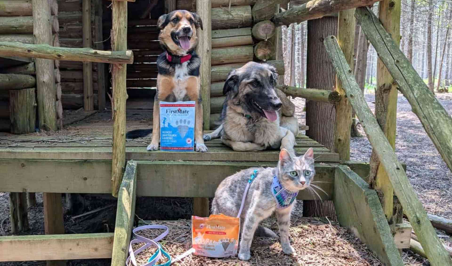 Feito no Canadá: nossas guloseimas favoritas de cães e gatos canadenses Feito no Canadá: nossas guloseimas favoritas de cães e gatos canadenses