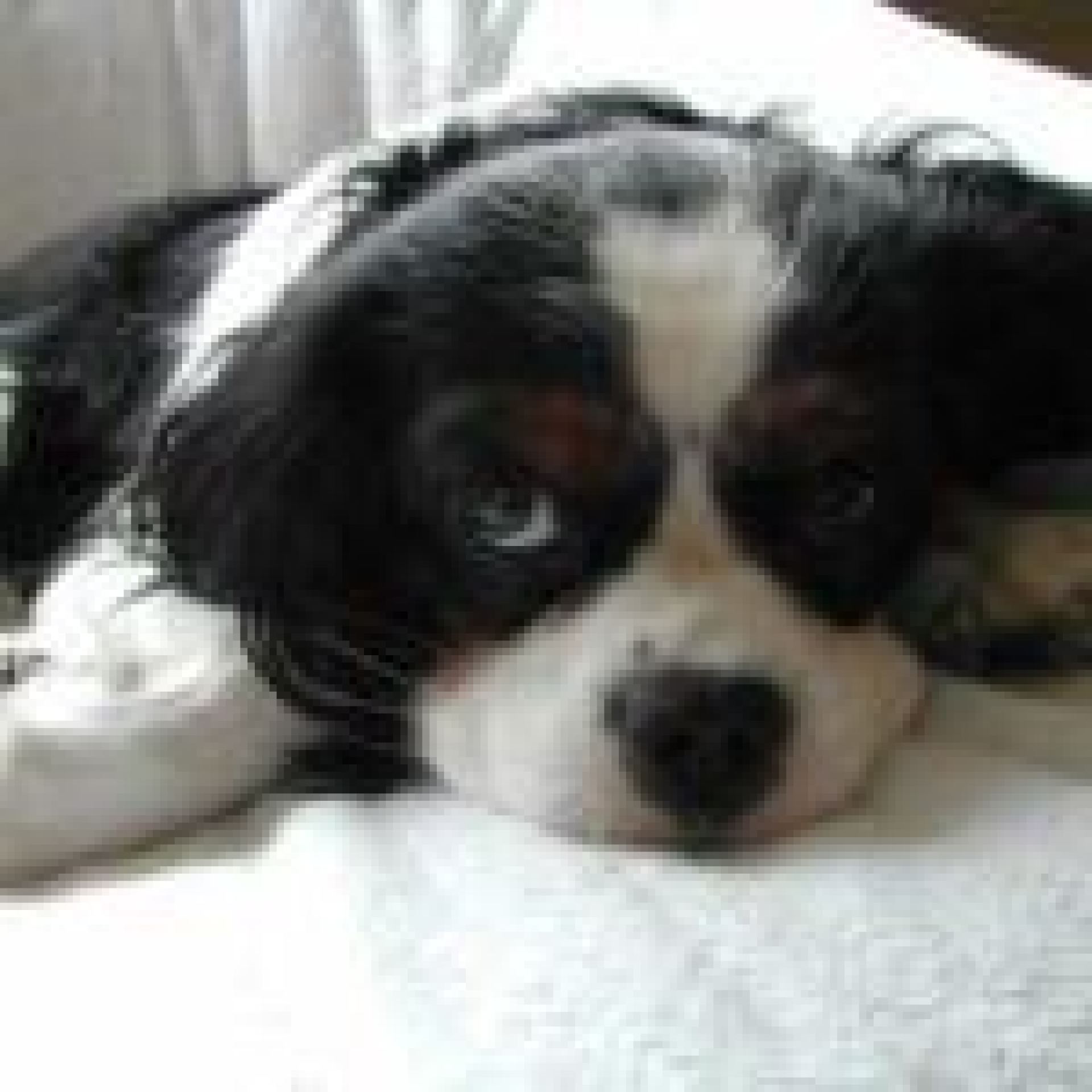 Amor incondicional – canteiros ortopédicos Amor incondicional – canteiros ortopédicos