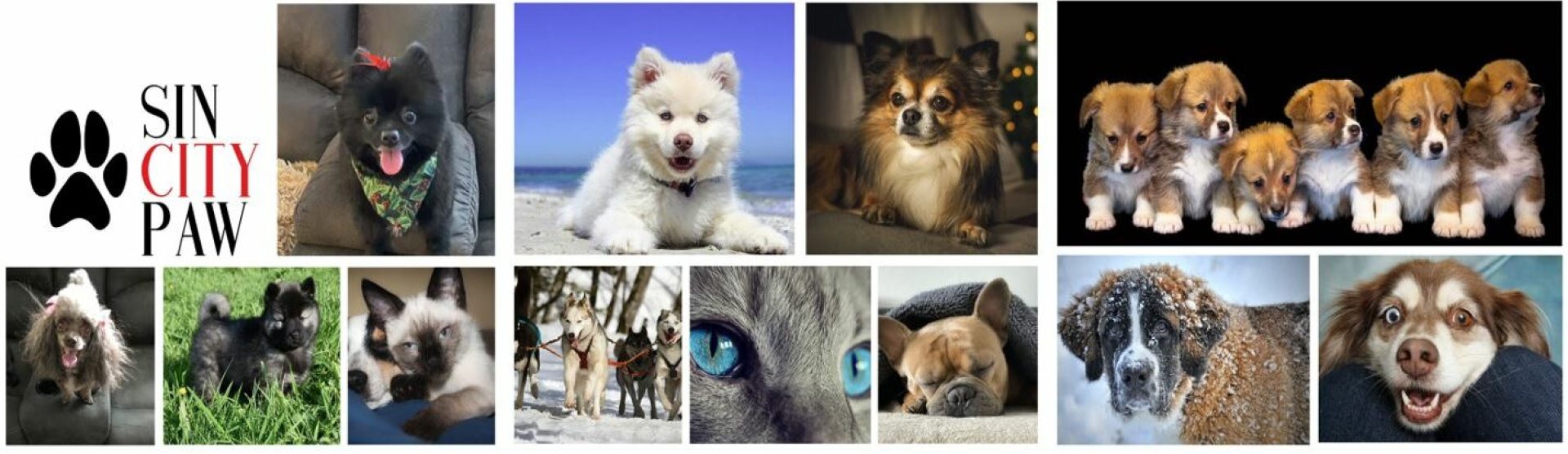 Mastigue isso – dicas de clima quente para animais de estimação | Mastigue isso – dicas de clima quente para animais de estimação |