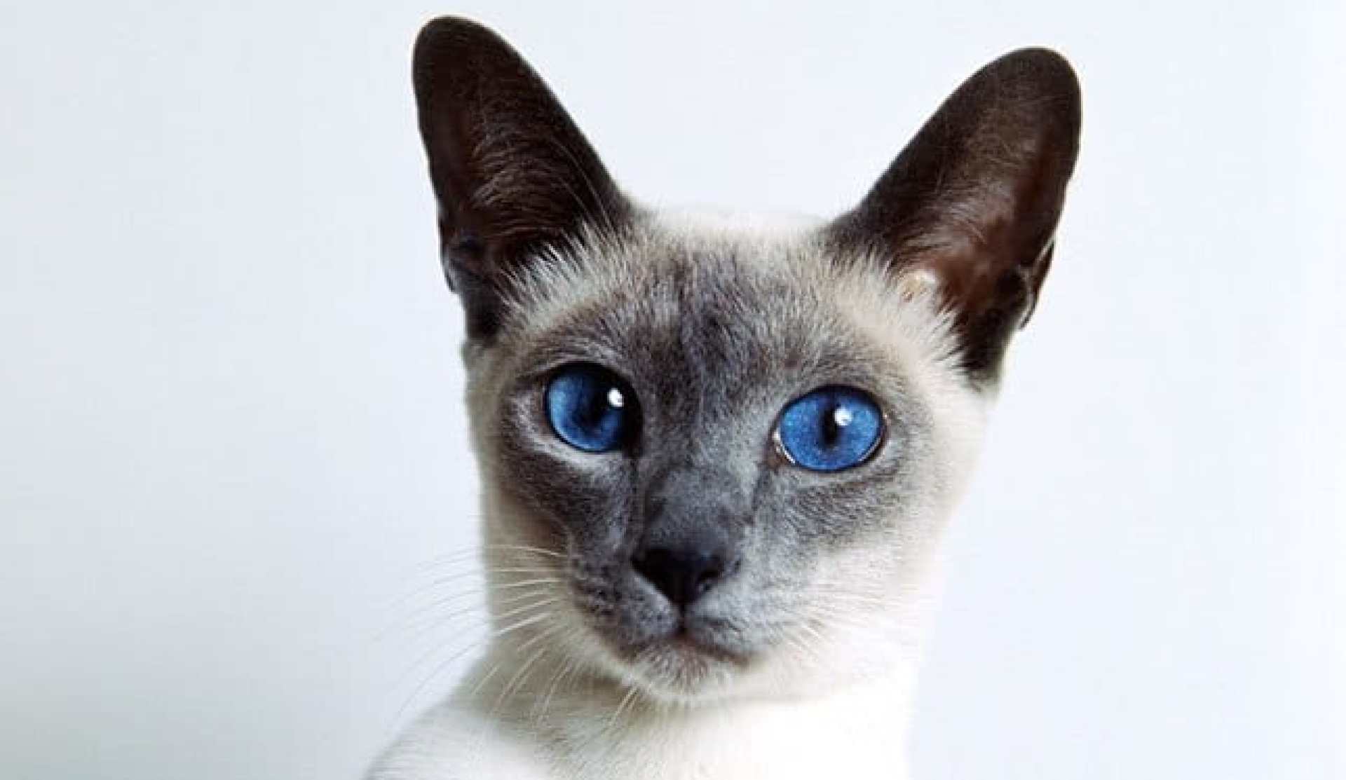 Gráfico de cores dos gatos siameses | Fatos fascinantes Gráfico de cores dos gatos siameses | Fatos fascinantes