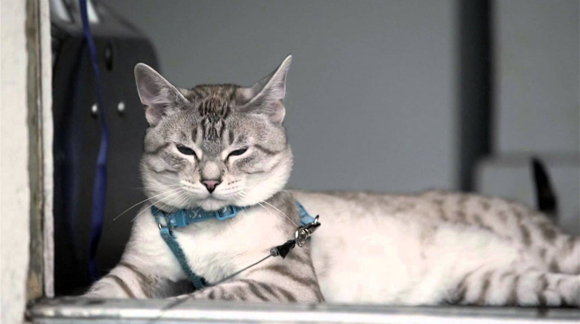 Tudo sobre os gatos Siamese Point Lynx! Siamese do dia Tudo sobre os gatos Siamese Point Lynx! Siamese do dia