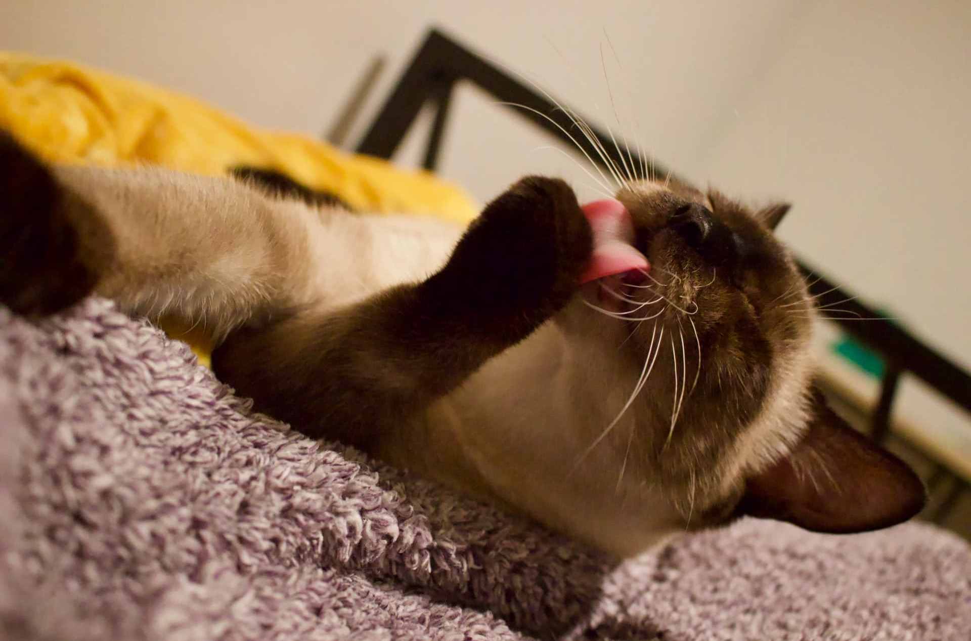 Como impedir que os gatos siameses de riscar móveis Como impedir que os gatos siameses de riscar móveis