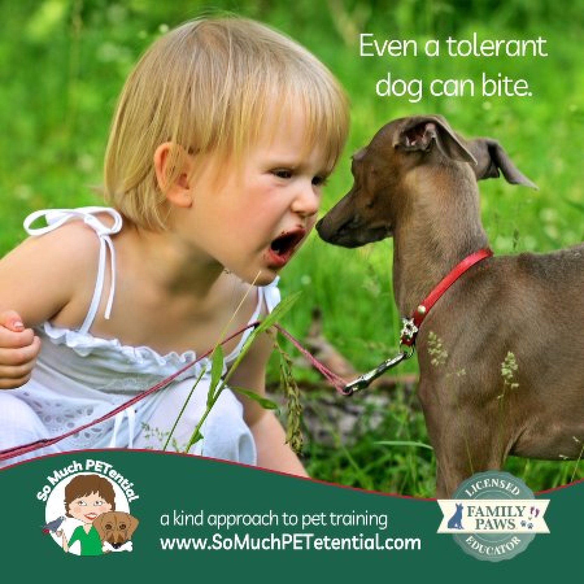 Cães até tolerantes podem morder Cães até tolerantes podem morder