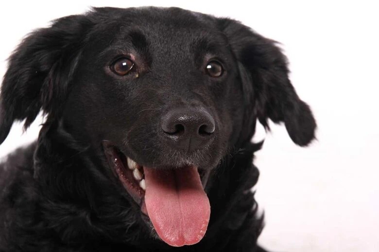 O que esperar desses cães amigáveis O que esperar desses cães amigáveis
