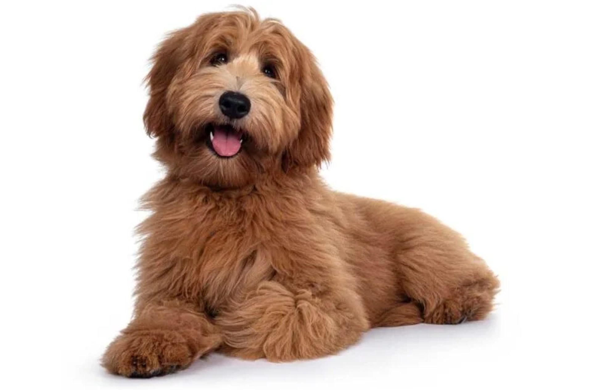 O que é um labradoodle vermelho? (Fatos de raça e folha de cuidados de primeira) O que é um labradoodle vermelho? (Fatos de raça e folha de cuidados de primeira)