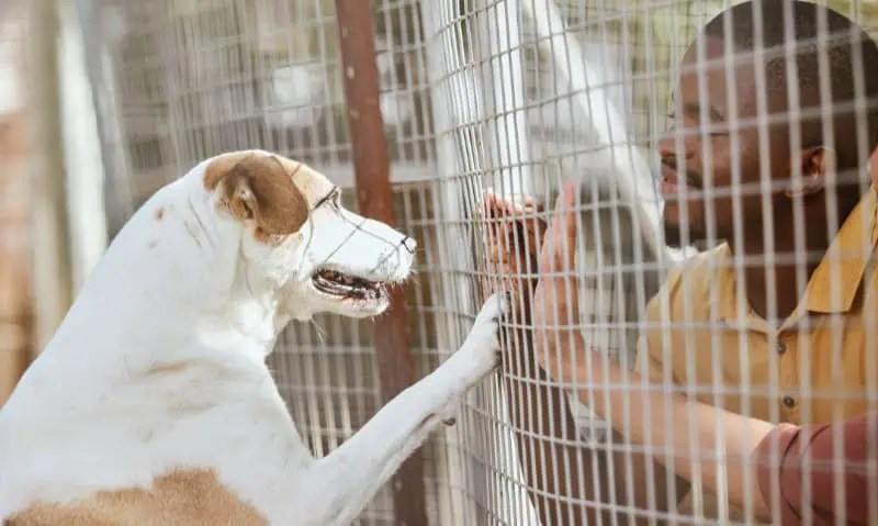 10 perguntas a serem feitas antes de adotar um animal de estimação de resgate 10 perguntas a serem feitas antes de adotar um animal de estimação de resgate