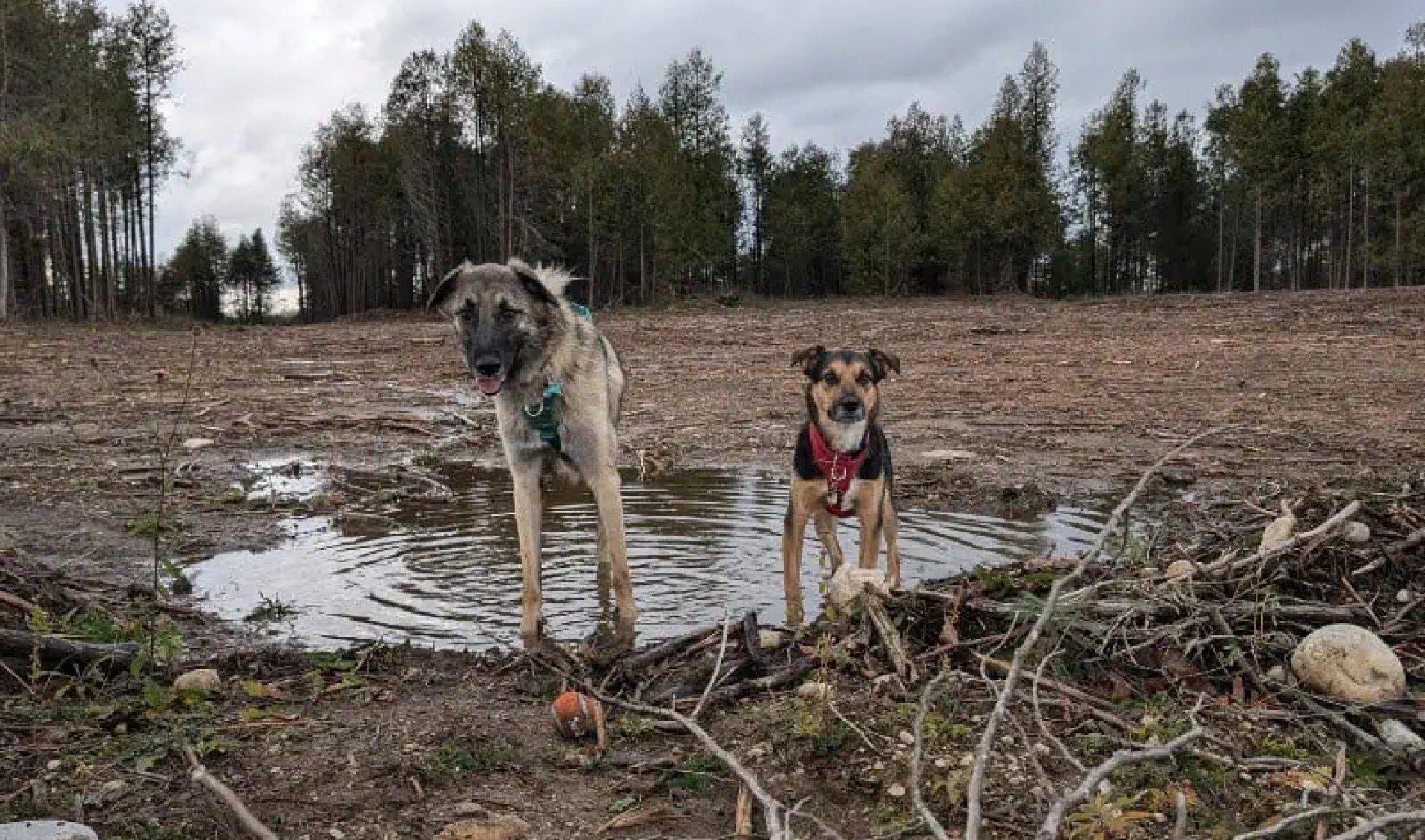Chuva da primavera e patas lamacentas: mantendo sua casa limpa nesta primavera Chuva da primavera e patas lamacentas: mantendo sua casa limpa nesta primavera