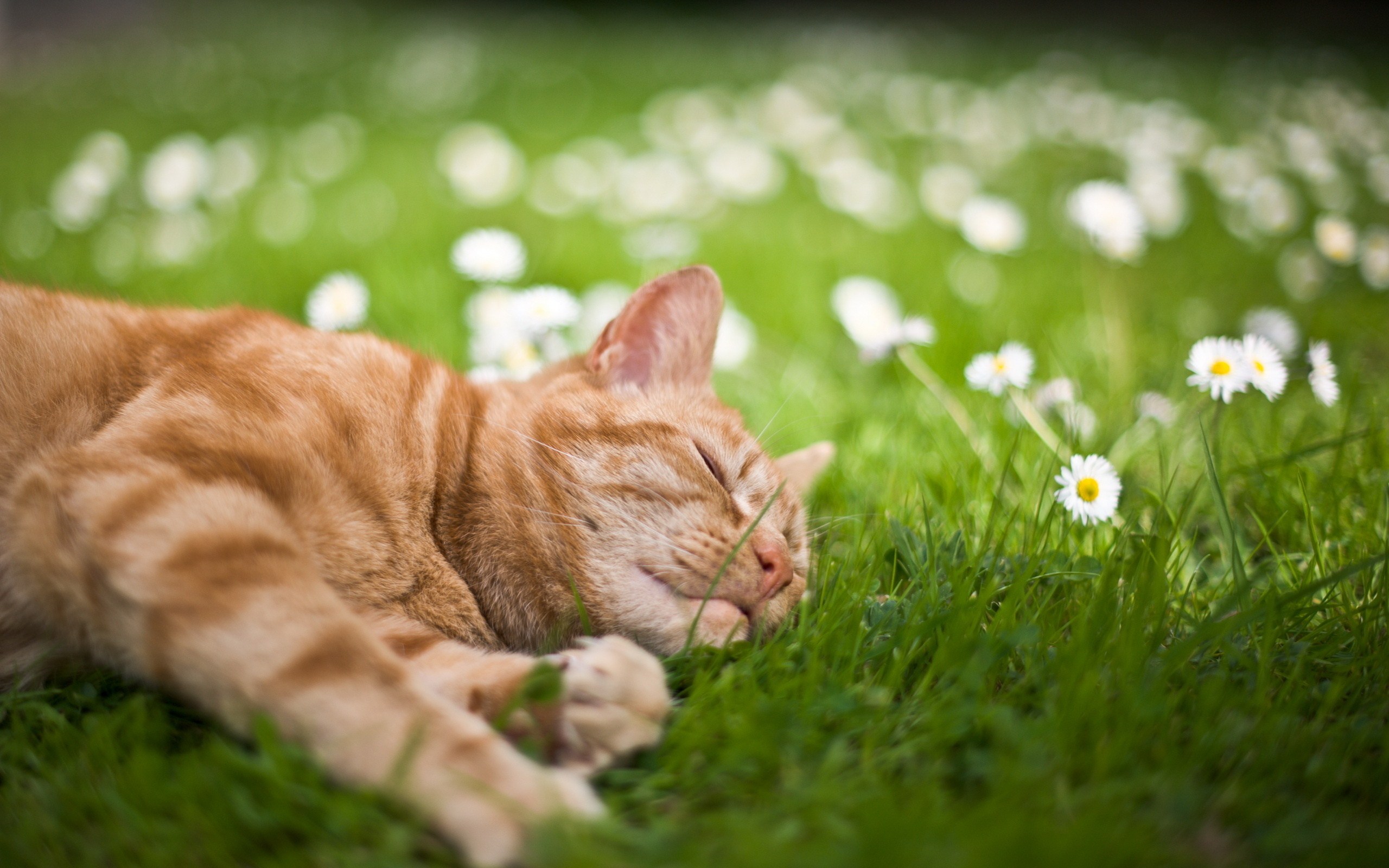 Como manter gatos não convidados fora do seu jardim Como manter gatos não convidados fora do seu jardim