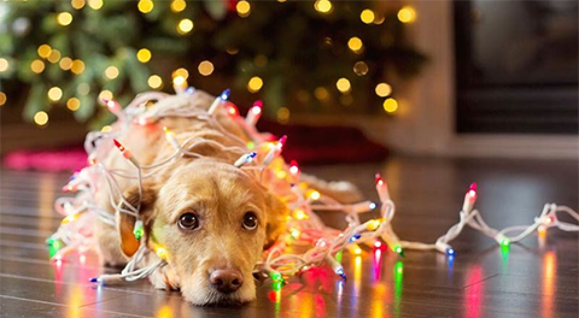 10 riscos de férias de inverno para cães 10 riscos de férias de inverno para cães