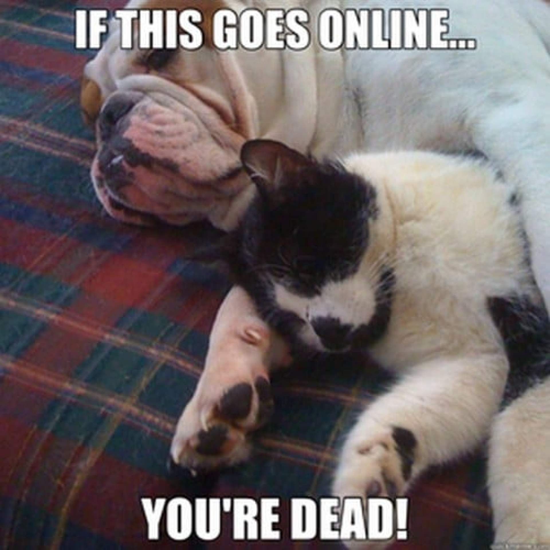 25 cães amigáveis a gatos 25 cães amigáveis a gatos