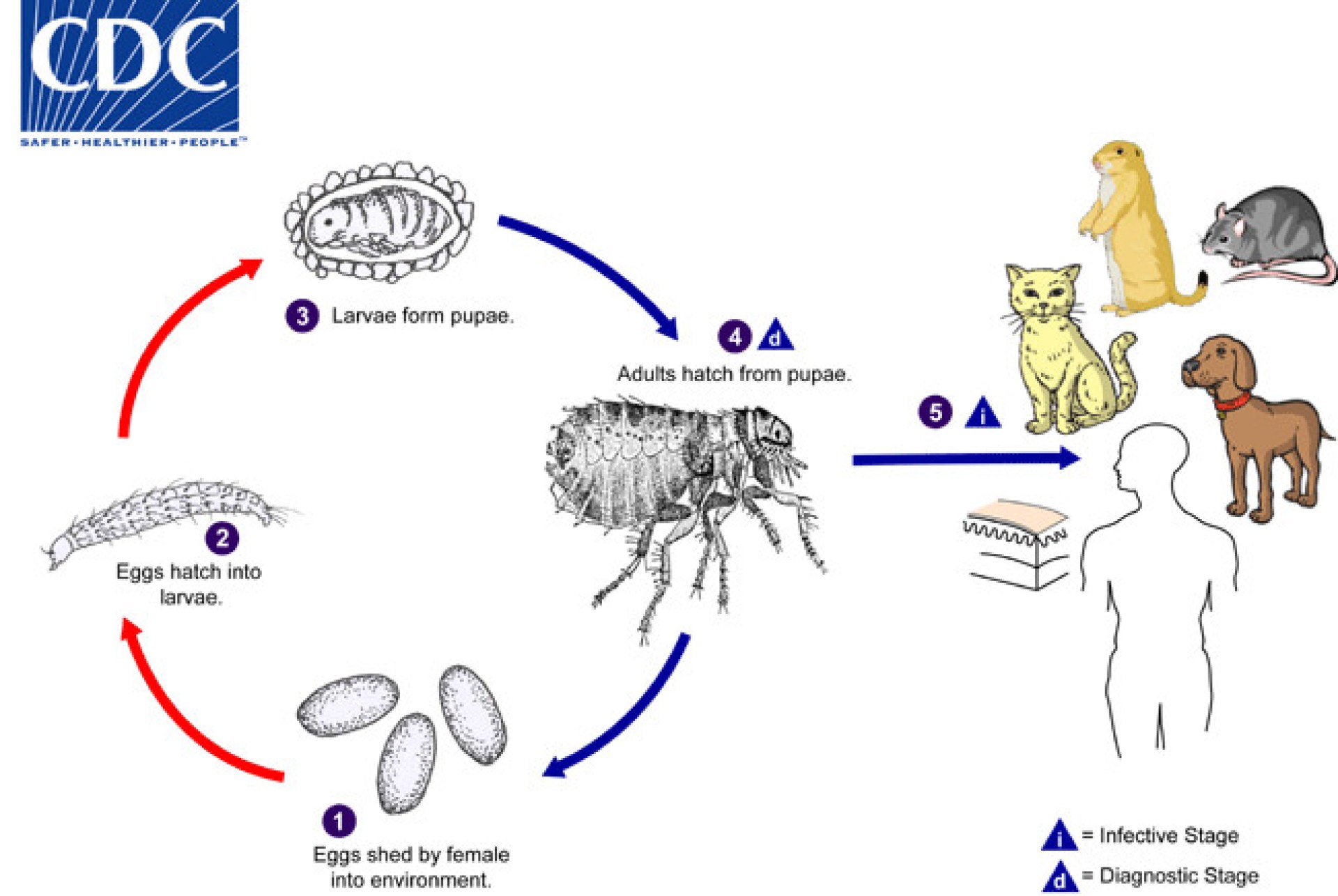O melhor guia de prevenção de pulgas ao enfrentar uma infestação em sua casa O melhor guia de prevenção de pulgas ao enfrentar uma infestação em sua casa