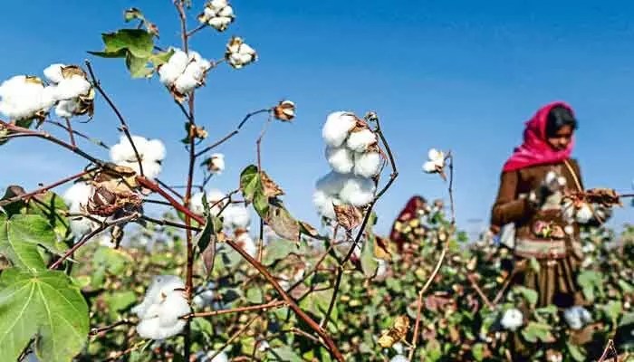 పత్తి రైతులకు కేంద్రం బంపర్ ఆఫర్! ఇక నష్టాల భయం లేదు! పత్తి రైతులకు కేంద్రం బంపర్ ఆఫర్! ఇక నష్టాల భయం లేదు!