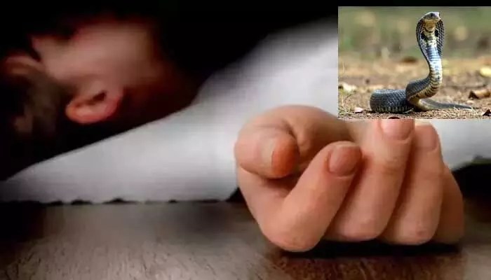 భయంకరమైన నిజం: దేశంలో పాముకాటు మరణాలు కలకలం! దక్షిణాది రాష్ట్రాల్లోనే అత్యధికం! భయంకరమైన నిజం: దేశంలో పాముకాటు మరణాలు కలకలం! దక్షిణాది రాష్ట్రాల్లోనే అత్యధికం!