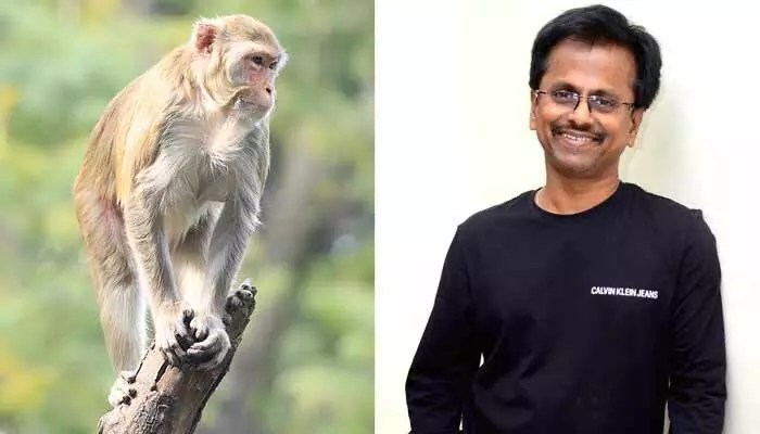 స్టార్ హీరోలను పక్కనపెట్టిన మురుగదాస్: కోతితో భారీ ప్రాజెక్ట్! స్టార్ హీరోలను పక్కనపెట్టిన మురుగదాస్: కోతితో భారీ ప్రాజెక్ట్!