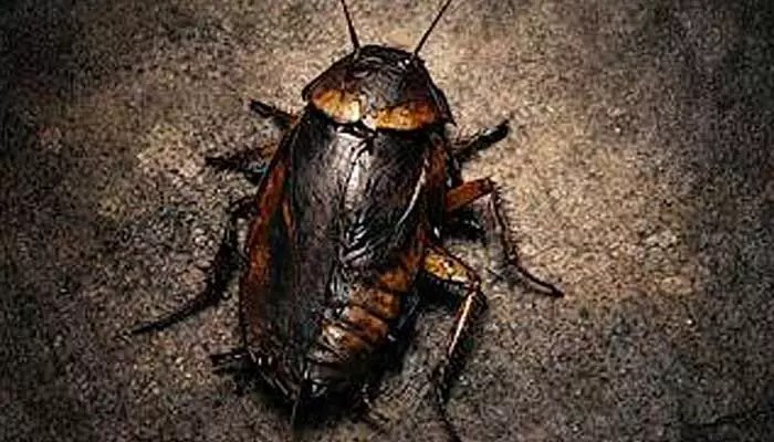 Cockroach Movie Receives 'A' Certificate; Team Warns Sensitive Viewers to Stay Away Cockroach Movie Receives 'A' Certificate; Team Warns Sensitive Viewers to Stay Away