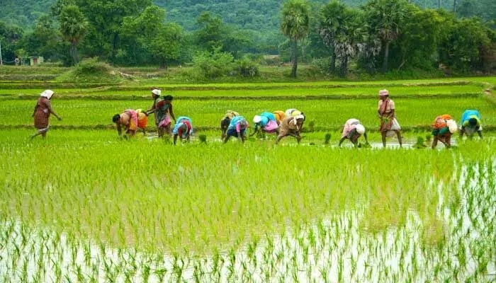 గ్లోబల్ మార్కెట్లో నిషేధం.. దేశీయంగా యథేచ్ఛగా పురుగుల మందుల విక్రయాలు!! గ్లోబల్ మార్కెట్లో నిషేధం.. దేశీయంగా యథేచ్ఛగా పురుగుల మందుల విక్రయాలు!!
