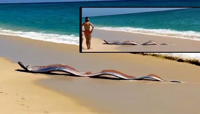 మెక్సికో బీచ్లో వింత చేపల కలకలం! విపత్తుకు సూచనలా? మెక్సికో బీచ్లో వింత చేపల కలకలం! విపత్తుకు సూచనలా?