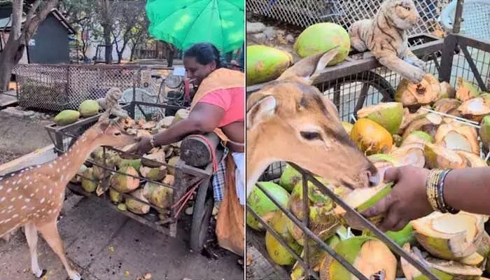 ఐఐటీ మద్రాస్లో అద్భుతం! జింక దాహార్తి తీర్చిన 'సరళమ్మ'.. వీడియో చూస్తే కన్నీళ్లాగలేరు! ఐఐటీ మద్రాస్లో అద్భుతం! జింక దాహార్తి తీర్చిన 'సరళమ్మ'.. వీడియో చూస్తే కన్నీళ్లాగలేరు!