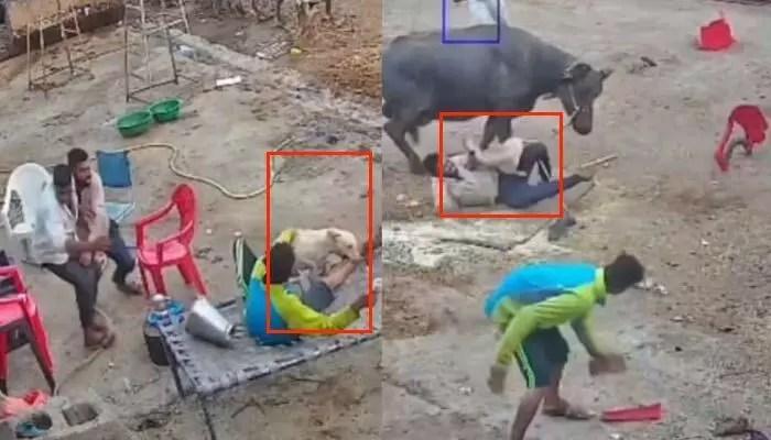 కుక్కల పీడకల: నలుగురిపై వీధి కుక్కల దాడి.. వీడియో చూస్తే షాక్! కుక్కల పీడకల: నలుగురిపై వీధి కుక్కల దాడి.. వీడియో చూస్తే షాక్!