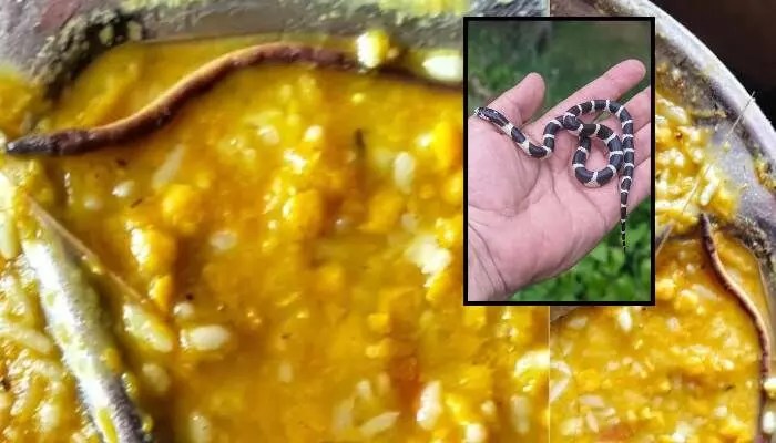 బీహార్లో భయంకర ఘటన: మధ్యాహ్న భోజనంలో పాము, వంద మంది విద్యార్థులు ఆస్పత్రిపాలు! బీహార్లో భయంకర ఘటన: మధ్యాహ్న భోజనంలో పాము, వంద మంది విద్యార్థులు ఆస్పత్రిపాలు!