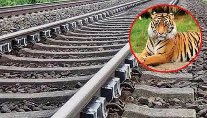 గుండెలు పిండే విషాదం: రైలు ఢీకొని పులి మృతి.. మహారాష్ట్రలో దారుణం! గుండెలు పిండే విషాదం: రైలు ఢీకొని పులి మృతి.. మహారాష్ట్రలో దారుణం!