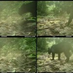 Black Panther: నల్ల చిరుత..! అసోం అడవుల్లో అరుదైన బ్లాక్ పాంథర్ సంచారం Black Panther: నల్ల చిరుత..! అసోం అడవుల్లో అరుదైన బ్లాక్ పాంథర్ సంచారం