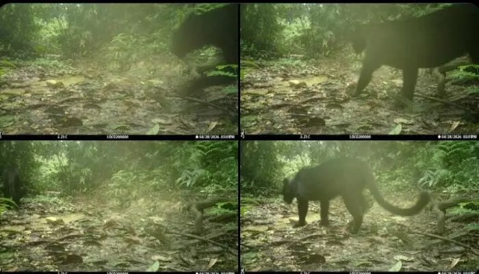 Black Panther: నల్ల చిరుత..! అసోం అడవుల్లో అరుదైన బ్లాక్ పాంథర్ సంచారం Black Panther: నల్ల చిరుత..! అసోం అడవుల్లో అరుదైన బ్లాక్ పాంథర్ సంచారం